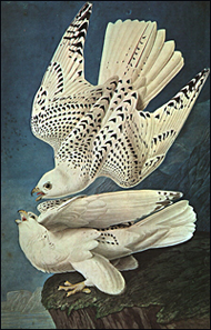 White Gerfalcons by John James Audubon