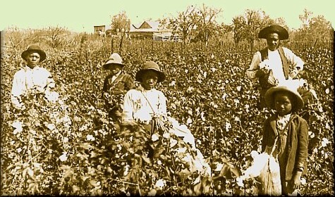 Cotton Plantation