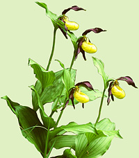 Cypripedium calceolus, lady's slipper orchid