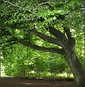 beech tree