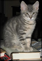 kitten and book