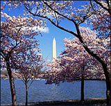 Washington Monument