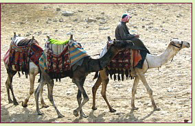 Camels, photograph by Jordan Busson